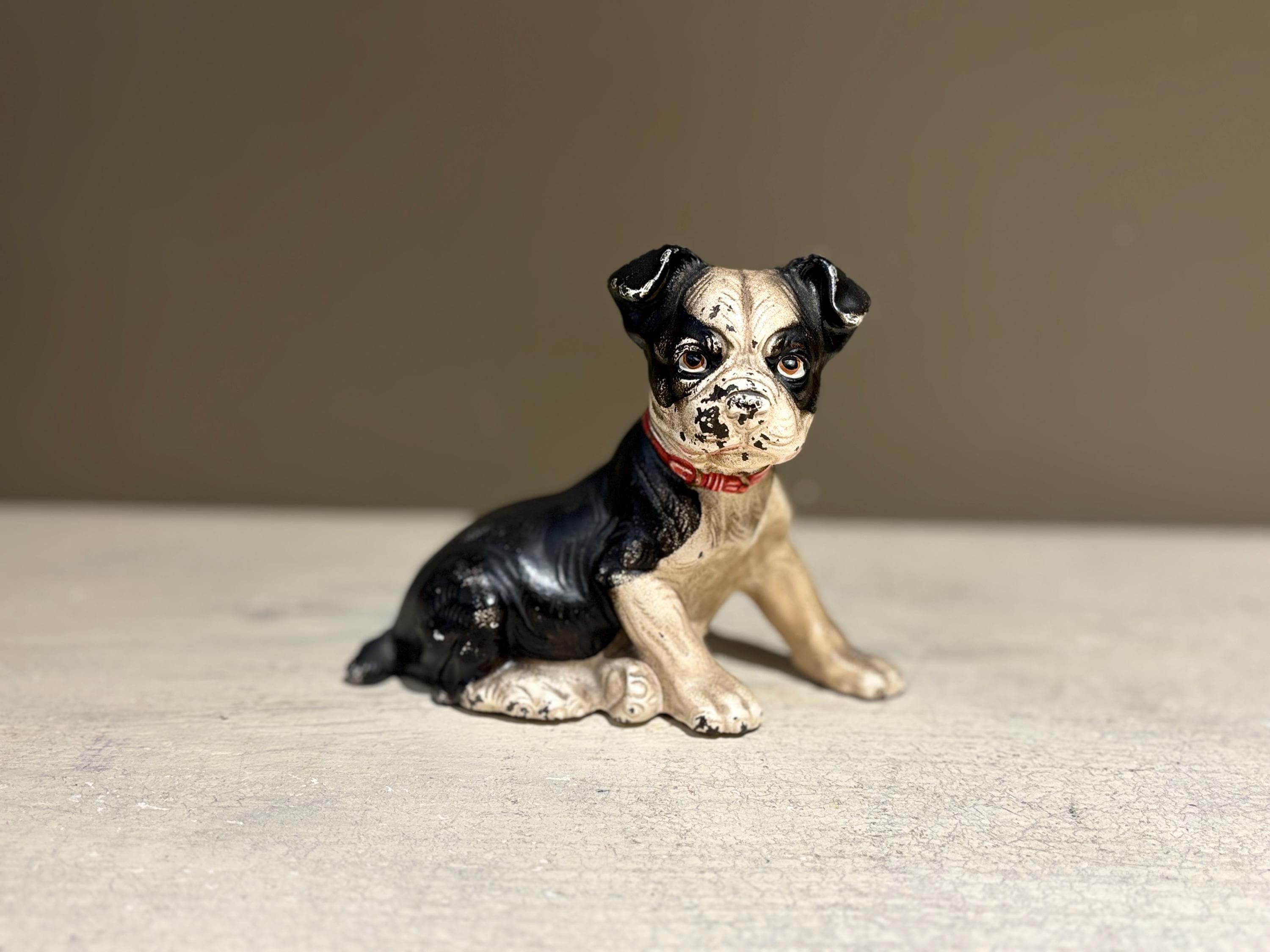 ボストンテリア ID:BT541 ボストンテリア専門ブリーダーBULLDON'S 販売中