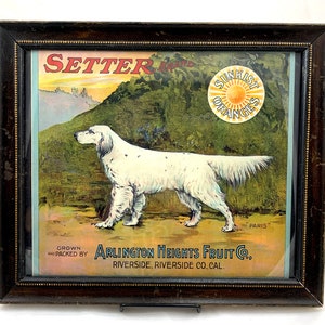 1915 Setter Brand Orange Crate Label - Framed