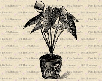 Printable Instant Download, Peace Lily Vintage Clip Art, Antique Digital Clip Art, No. 6112