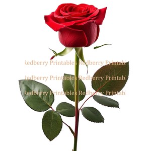 Images de fleurs sur fond transparent, plus de 90 cliparts PNG, 300 ppp pour les cartes et les livres, fleurs simples personnalisables de 30 cm de large pour les créations