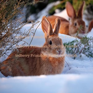 Pequenos animais procurando comida Clipart de verão e inverno. Coelhos, esquilos e muito mais nos formatos PNG e JPG de 12 e 3,5 polegadas.