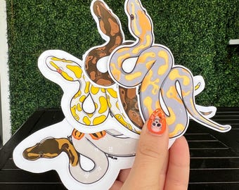 Ball Python Morphs