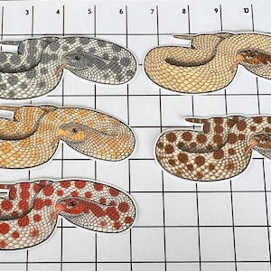 Western Hognose Morph
