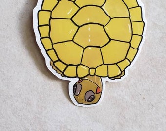Albino Red Eared Slider