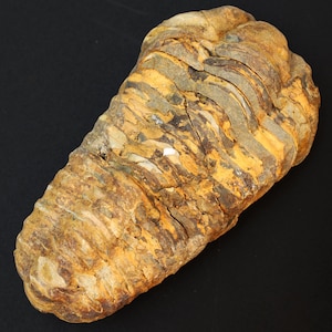 Puede incluir: Una roca fosilizada con una apariencia en capas y texturizada. La roca tiene una mezcla de colores beige, marrón y gris, con estrías visibles y una superficie rugosa. El objeto está sobre un fondo negro.