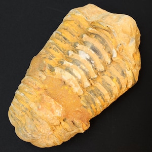 Puede incluir: Un espécimen fosilizado de trilobites con una combinación de colores marrón claro y amarillo. El fósil tiene un cuerpo segmentado y está sobre un fondo negro. El trilobites es un artrópodo marino prehistórico.