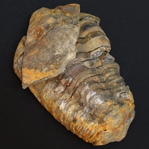 Puede incluir: Un trilobites fosilizado con un cuerpo segmentado y una superficie erosionada y texturizada. El fósil muestra tonos de marrón, gris y amarillo, con crestas y detalles visibles. Un espécimen único.