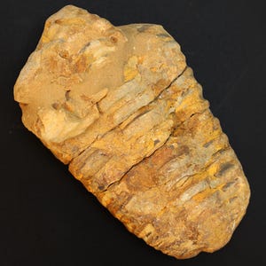 Puede incluir: Un trilobites fosilizado con un cuerpo segmentado y una superficie texturizada y erosionada. El fósil es principalmente de color marrón y marrón, con crestas y detalles visibles. El antiguo artrópodo marino se muestra sobre un fondo negro.