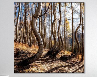 Aspen Ballet Print, Telluride Fall Color, Dancing Aspen Trees, Colorado Wall Art