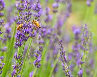 Honeybees, Purple Lavender, Flower Decor, Floral Print, Bee Decor, Colorado Lavender, Large Lavender Print, Home Decor, Gift for Her
