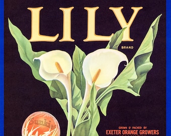 Lily Orange Crate Label, Sunkist Orange Label, California Oranges, Fruit Orchard Art, Square Art, Exeter Orange Growers, Wall Art, 1940s Art