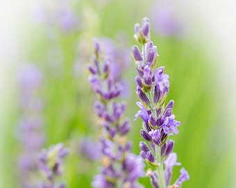 Lavender Photo, Purple Flowers, Lavender Art Canvas, Purple Floral Art, Fine Art Photo, Living Room Art, Home Decor, Gift for Her