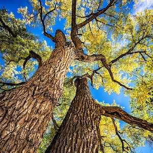 Fall Cottonwood Tree, Colorado Landscape, Autumn Scenery, Nature Photo, Tree Art, Fall Color, Home Decor, Living Room Art, Large Wall Art