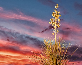 White Sands New Mexico Art, Desert Photo, New Mexico Landscape, Southwest Home Decor, Living Room Art, Sand Dunes, Yucca Photo, Office Decor