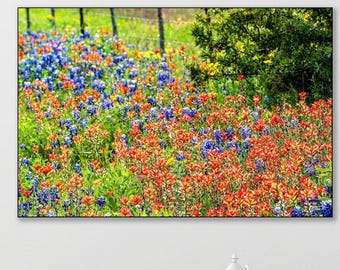 Texas Bluebonnet Print, Hill Country Wildflower Canvas Art
