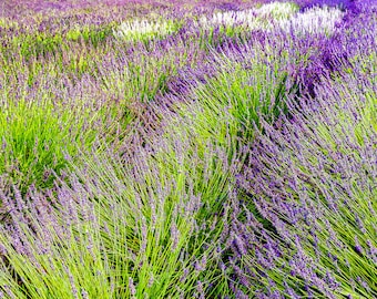 Purple Lavender, Flower Decor, Floral Print, Colorado Lavender, Large Lavender Print, Home Decor, Garden Art, Fine Art Photo, Gift for Her