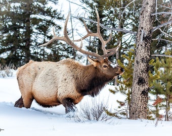 Elk Photograph, Yellowstone National Park, Mountain Elk, Nature Photography, Wildlie Art, Cabin Decor, Large Wall Art, Living Room Art