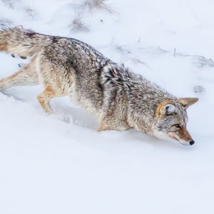 Coyote Hunting, Nature Photo, Yellowstone National Park, Wildlife Photography, Wyoming Wildlife, Gift for Him, Living Room Art, Office Decor