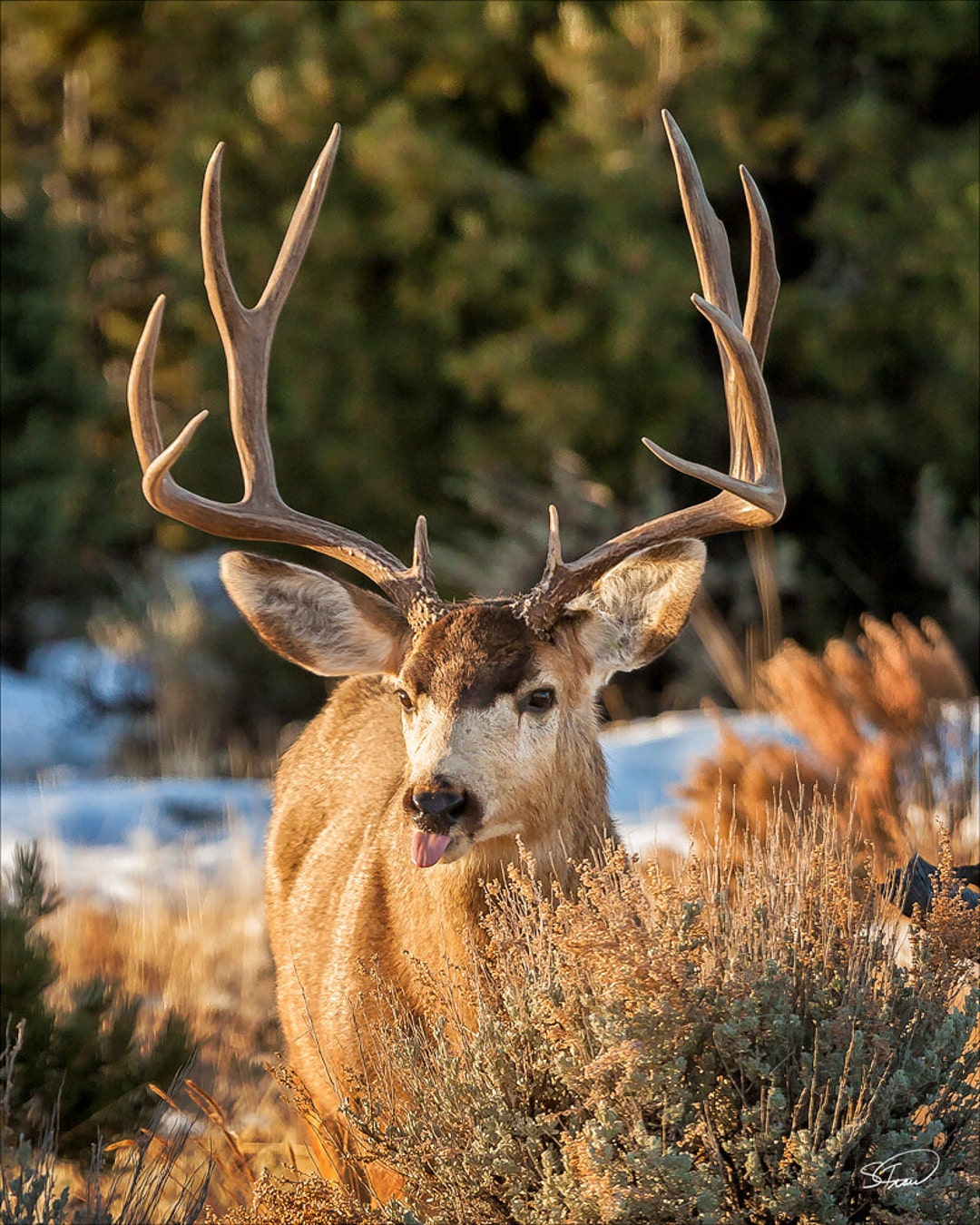 Mule Deer Photo Colorado Deer Photo Art Deer Canvas Winter - Etsy