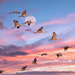 May include: A flock of Sandhill cranes in flight against a vibrant sunset sky. The birds are silhouetted, with wings spread, soaring through the colorful clouds. A full moon is visible in the background, adding to the serene scene.