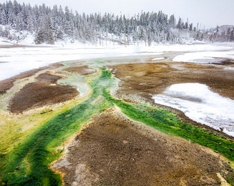 Yellowstone National Park, Algae Geyser, Winter Snow, Yellowstone Hot Springs, Green Home Decor, Wyoming Nature Photo, Living Room Art