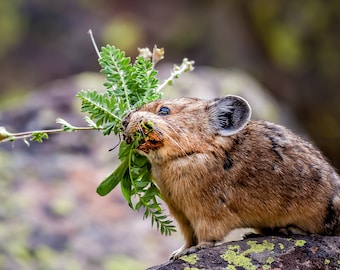 Pika, Pica, Ouray Yankee Boy Basin, Funny Animal, Rustic Cabin Print, Mountain Wildlife, Nature Photo, For Kids Room, Wall Art, Whimsical