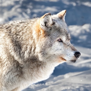 Wolf Photo, Yellowstone National Park, Wildlife Photography, Gray Wolf, Wyoming Wildlife, Gift for Him, Wall Art, Office Decor, Gift for Him