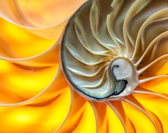 Nautilus Shell Photo, Sea Shell, Ocean Art, Nautical Decor, Golden Spiral, Home Decor, Wall Art, Gift for Her, Golden Mean, Fibonacci