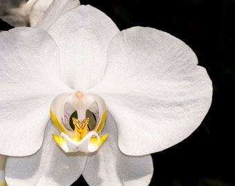 White Orchid Print, Beautiful Flower Wall Art, Flower Photography, White Flower Decor, Mother's Day, White Moth Orchid Print Phalaenopsis,