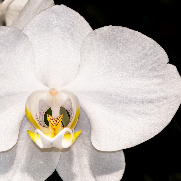 White Orchid Print, Beautiful Flower Wall Art, Flower Photography, White Flower Decor, Mother's Day, White Moth Orchid Print Phalaenopsis,