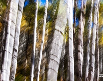 Aspen Trees, Tree Trunks, Abstract Photo, Colorado Fall Color, Living Room Art, Home Decor, Wall Art Canvas, Abstract Art, Colorado Aspen