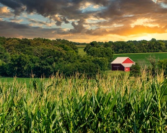 Red Barn Photo, Nebraska Sunset, Nebraska Corn Field, Rural Nebraska,  Great Plains, Farm, Americana, Living Room Art, Rural Sunset