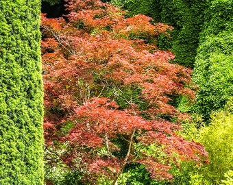 Japanese Maple Butchart Gardens, Victoria BC, Red Maple, Floral Art, Maple Tree, Wall Art, Home Decor, Living Room Art