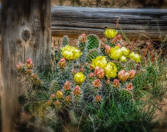 Cactus Print, Nature Photography, Prickly Pear Opuntia, Cactus Art Print, Nature Print, Large Wall Art Print, Yellow Green Home Decor