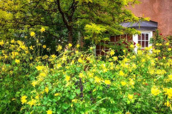 Columbine Flowers Santa Fe New Mexico Southwest Garden Art Etsy