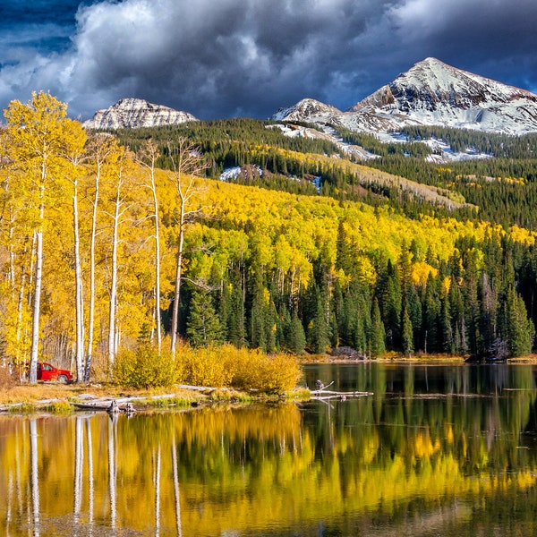 Aspen Trees - Etsy