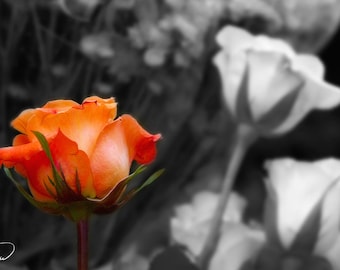 Red Rose Art, Fine Art Photo, Black and White, Canvas Giclee, Home Decor, Floral Wall Art, Red Flower Art, Living Room Art, For Her, Love