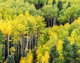 Aspen Trees Fall Color, Owl Creek, Colorado Art, Colorado Autumn, Mountain Photo, Nature Photo, Wall Decor, Living Room Art, Ouray Landscape