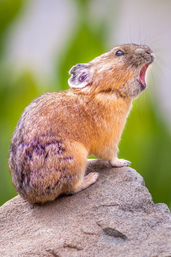 Pika Pica Ouray Yankee Boy Basin Funny Animal Rustic Cabin - Etsy Canada Pika Pica Ouray Yankee Boy Basin Funny Animal Rustic Cabin - Etsy Canada