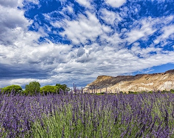 Colorado Lavender Farm, Mt Garfield Palisade, Fine Art Photography, Purple Lavender, Living Room Art, Floral Wall Art, Purple Flowers,