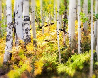 Colorado Autumn, Owl Creek Pass, Autumn Leavs, Living Room Art, Nature Photo, Colorado Landscape, Fall Color, Tree Art, Abstract Trees