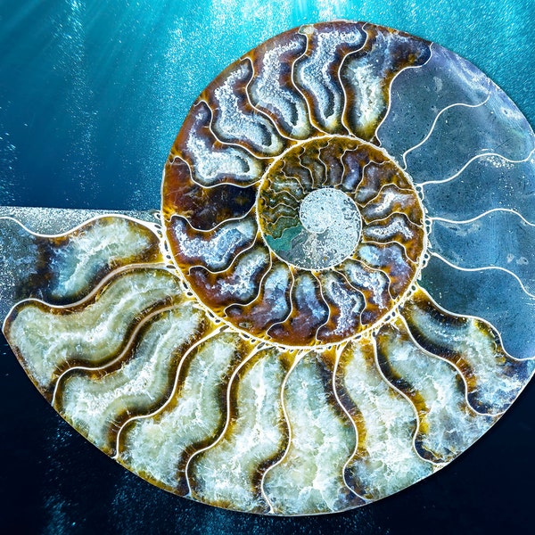 Blue Ocean Art, Ocean Fossil, Nautilus Shell Photo, Ammonite Fossil, Teal and Blue Colors, Sea Shell, Nautical Decor, Home Decor, Wall Art