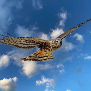 Hawk in Flight, Northern goshawk, New Mexico Birds, Bird Decor, Gift for Bird Lover, Nature Photo, Bird Photo, Home Decor, Wall Art, Gift