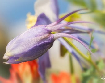 Colorado Blue Columbine; Mountain Wildflowers, Purple Flowers, Colorado State Flower, Alpine Larkspur, Nature Photo, Living Room Art