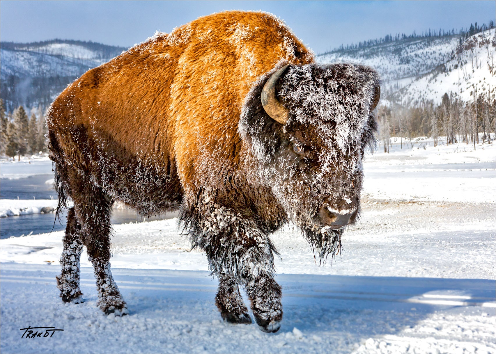 Bison Photo Buffalo Photo Yellowstone National Park Large Etsy