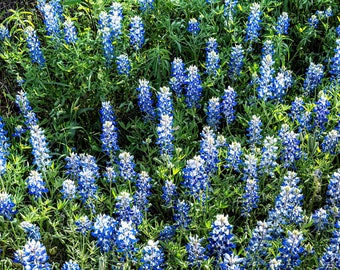 Texas Bluebonnets, Texas Hill Country, Fredericksburg Texas, Wildflowers, Fine Art Photography, Blue Flowers, Spring Flowers