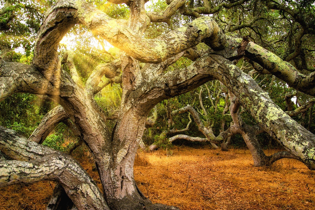 Los Osos Oaks State Reserve