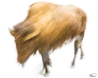 Yellowstone Bison Canvas Art, Ghostly Wildlife, American Buffalo Giclee
