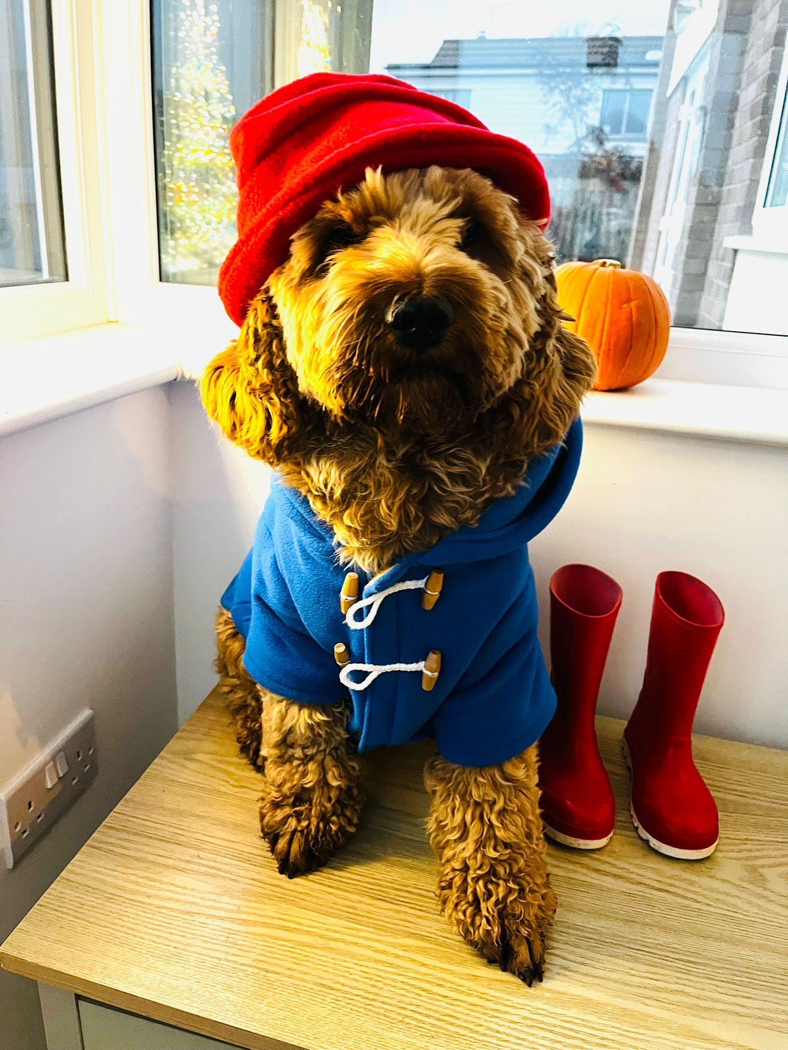 青いダッフルコートと赤い帽子。世界図書デー。 - Etsy 日本