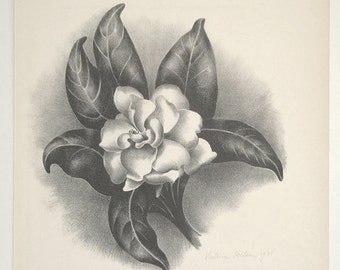 Victoria Hutson Huntley Original Pencil Signed Lithograph Gardenia Colophon 1931 Unmatted, Unframed
